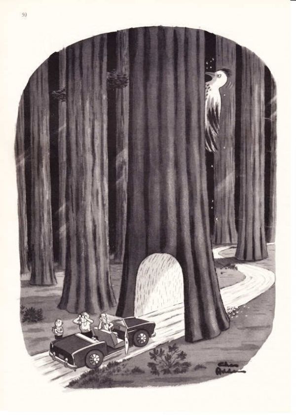 1967 Charles Addams Tree Woodpecker New Yorker cartoon  