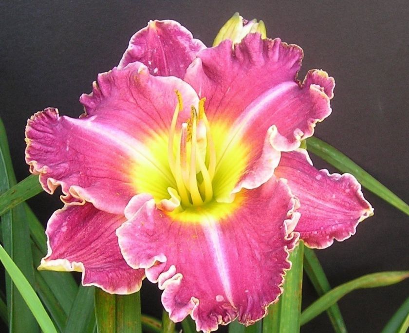 SPACECOAST SURPRISE PURPLE DAYLILY 1F nice white edge  