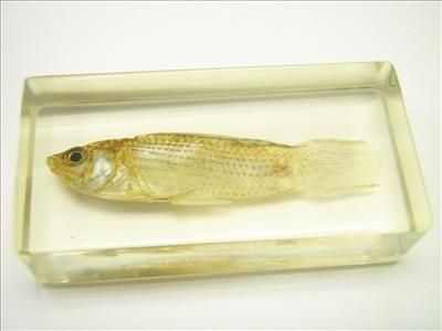 Fish Specimen   White Molly  