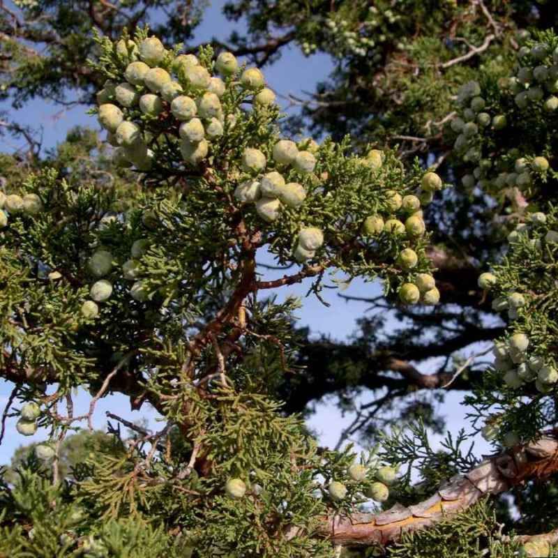 Alligator Juniper (juniperus deppeana) 25 seeds  