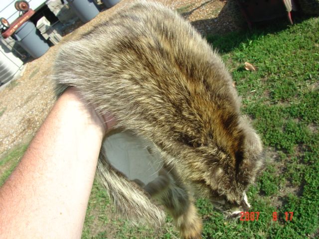 Raccoon pelt trapper harvested tanned skin wild fur  