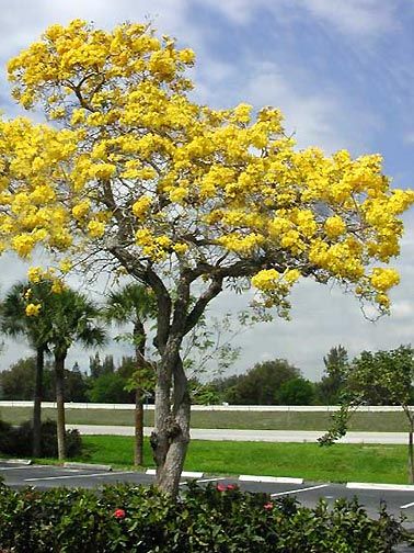 Tabebuia caraiba SILVER TAB YELLOW TRUMPET TREE ~PLANT~  