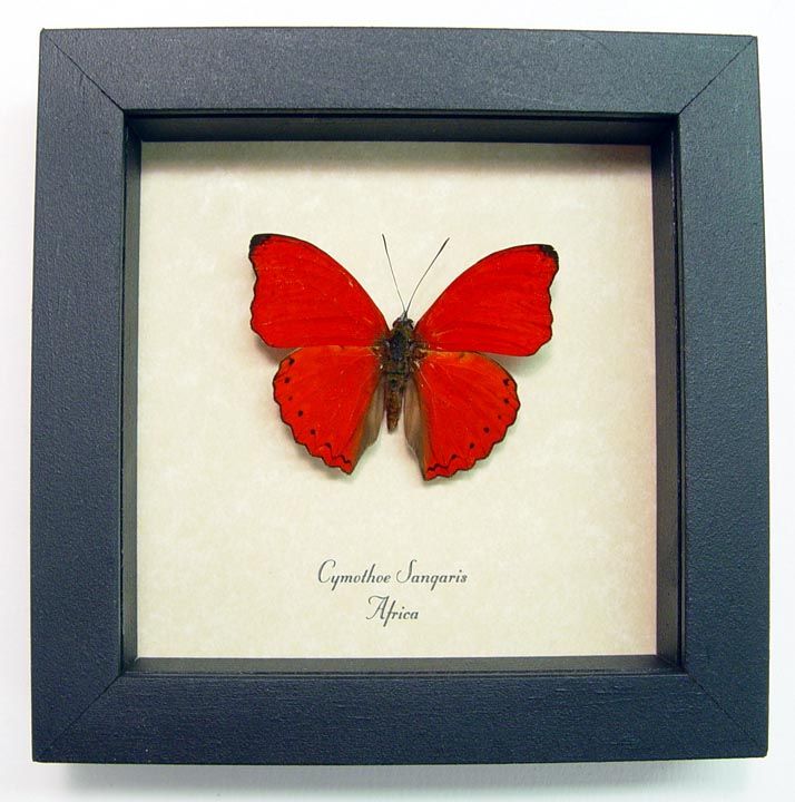 RED HEART REAL FRAMED BUTTERFLY CYMOTHOE SANGARIS 397  