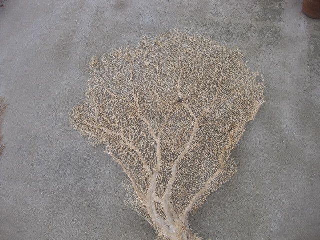 XLG WHITE SEA FAN seashell coral 32 x 43  