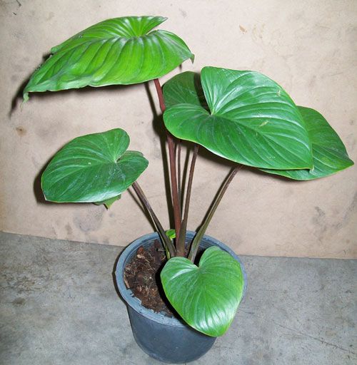 Science Name of Plant  Homalomena rubescens Kunth