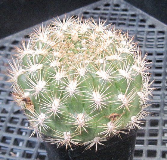   neocummingii trollii Orange Red flowers South American Cactus 5  