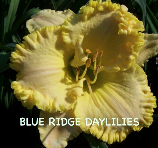 plants shipping daylily abbreviations xxxxx hybridizer year 