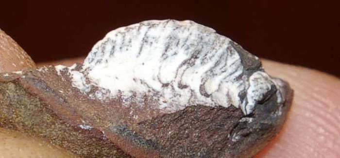 Very rare Carboniferous fossil Myriapod in nodule  