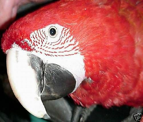 WTBT~Parrot Toys Parts Food Preparing Pinecones to USE  