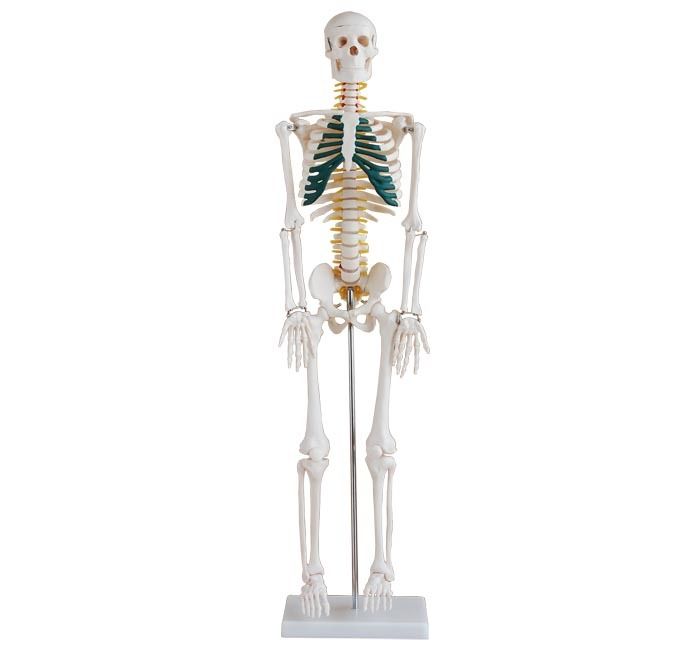 3FT TALL SKELETON ANATOMY W/NERVES MANNEQUIN + BASE  