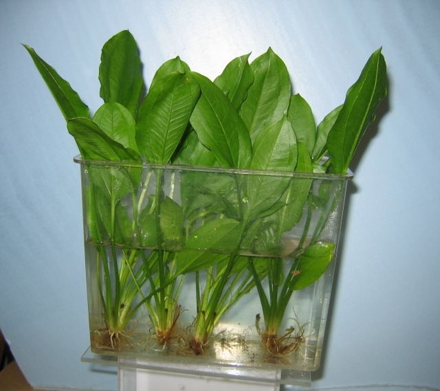  SWORD PLANT SMALL Tropical Live Aquarium  