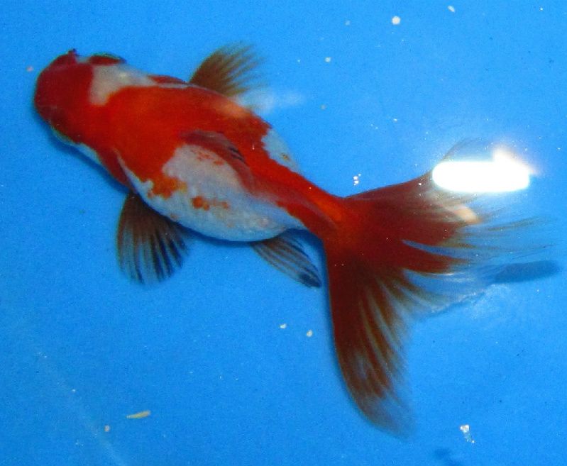   Gold fish 2.5 Red & White Ryukin Freshwater Aquarium foru  