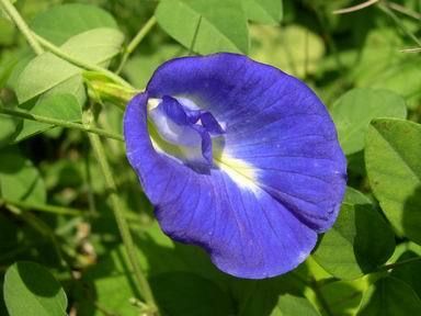 50 SEED PURPLE BUTTERFLY PEA CLITORIA TERNATEA FABACEAE  