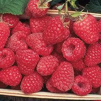 Encore THORNLESS Summer Bearing Red Raspberry Plant Zone 4 8  