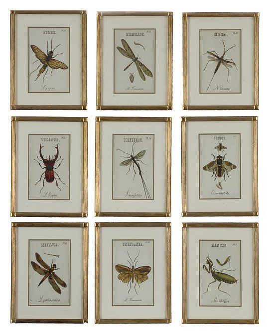 Entomology Framed WALL ART Decor Dragonfly Moth NEW  