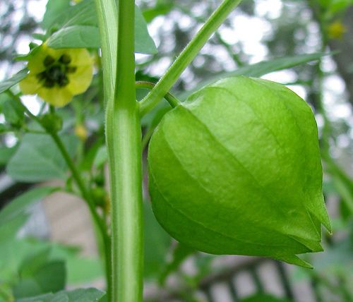 Tomatillo, Husk Tomato (Physalis Ixocarpa) 20 Seeds.  